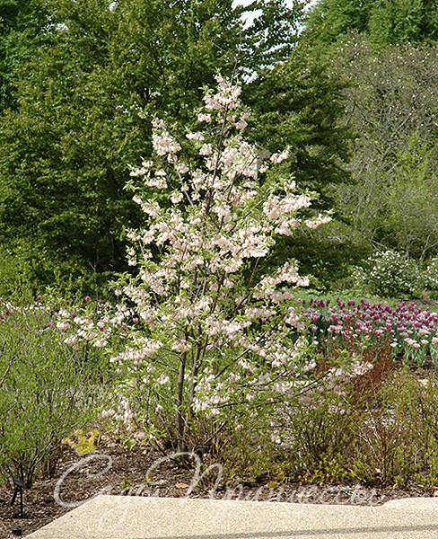 На фото сорт Ландышевое дерево Галезия Каролинская Розеа (Пинк)