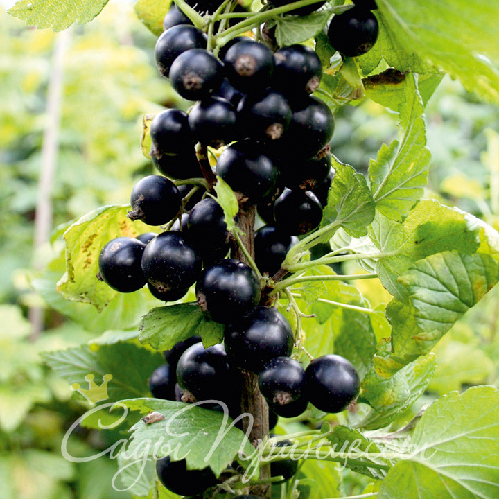 На фото сорт Смородина черная Cassissima Noiroma (Ноирома)