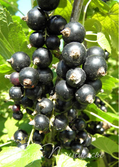 На фото сорт Смородина черная Черешневая
