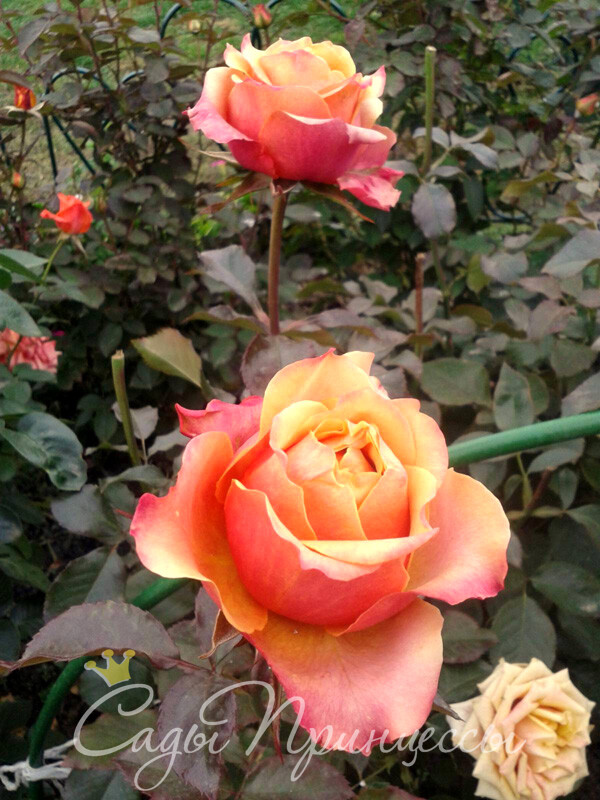 Роза Черри Бренди Фото