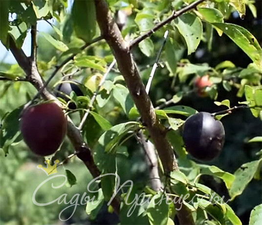На фото сорт Гибрид алычи и абрикоса Черрикос (Cherrykose)